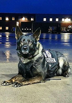 Officer Brad Fox/K9 Odin