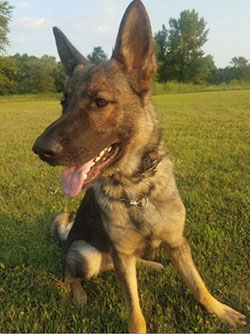 K9 Gucci